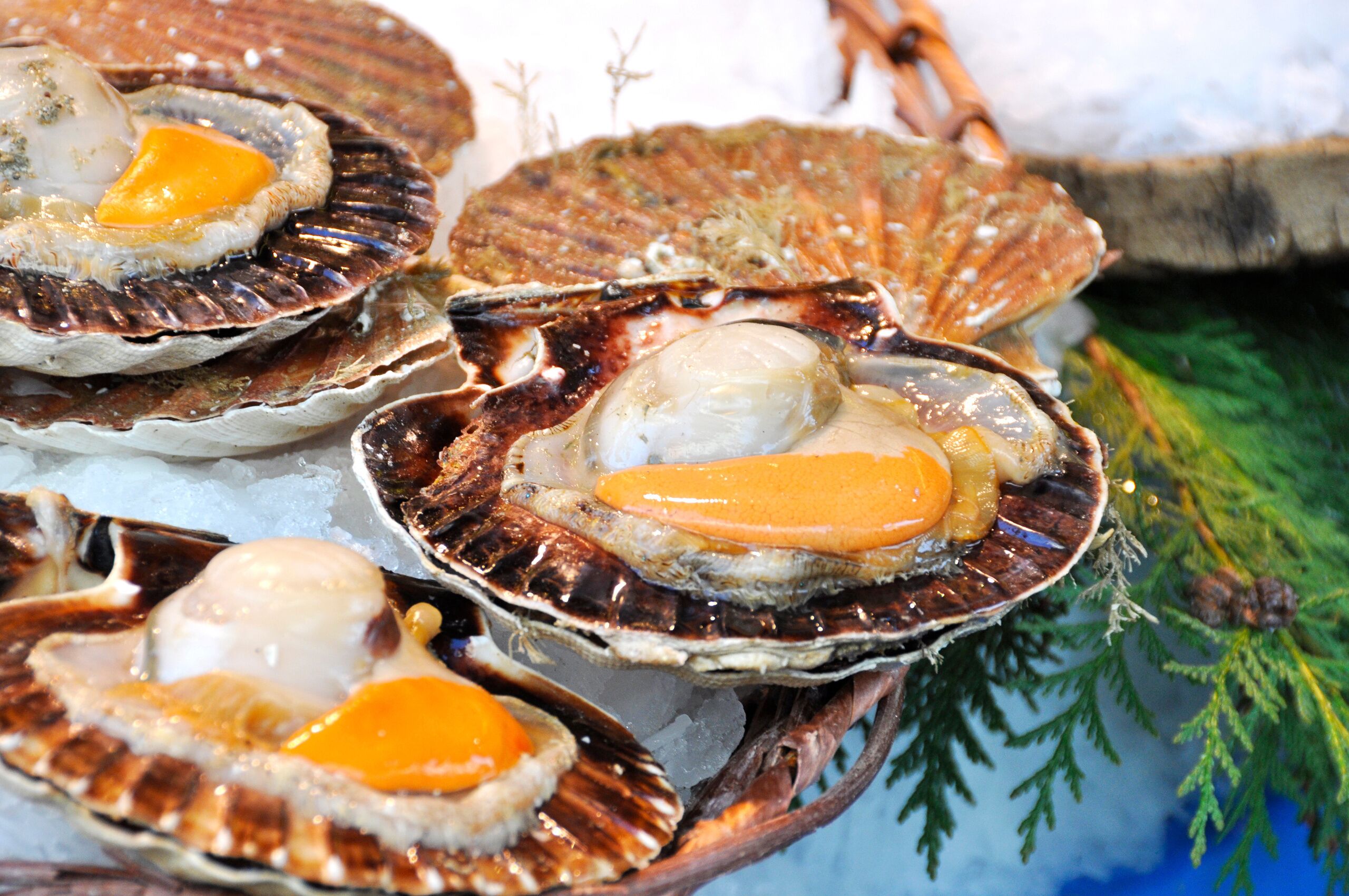 Scallops on ice with a creamy sauce.