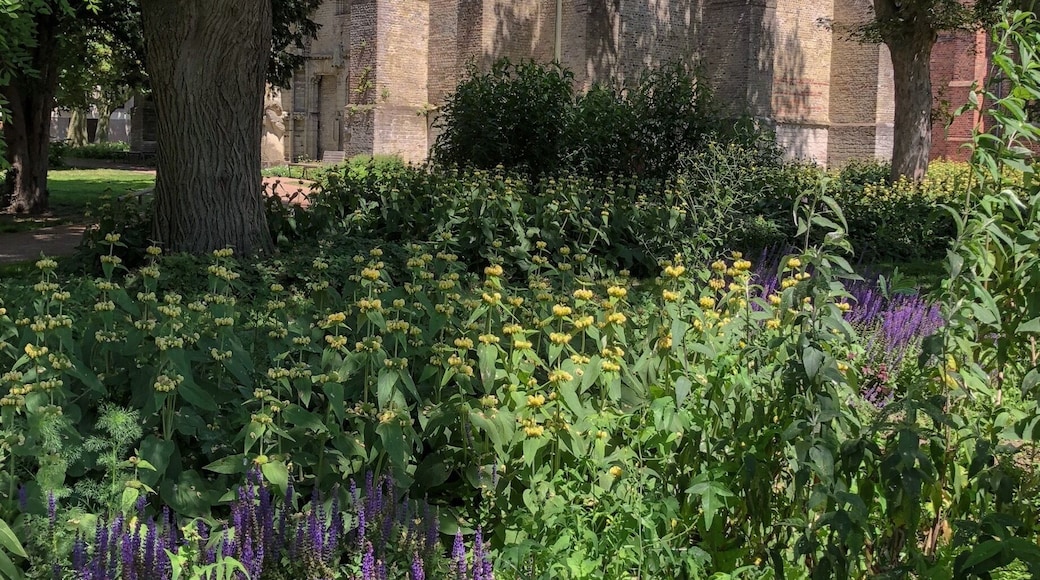 The wonderful gothic city of Veurne is a real attraction for travelers and architecture photographers, the centrum of this city is in a nice gothic architecture flair, also in the parks.
Follow me on Instagram for more pictures @thierryroyls_nature