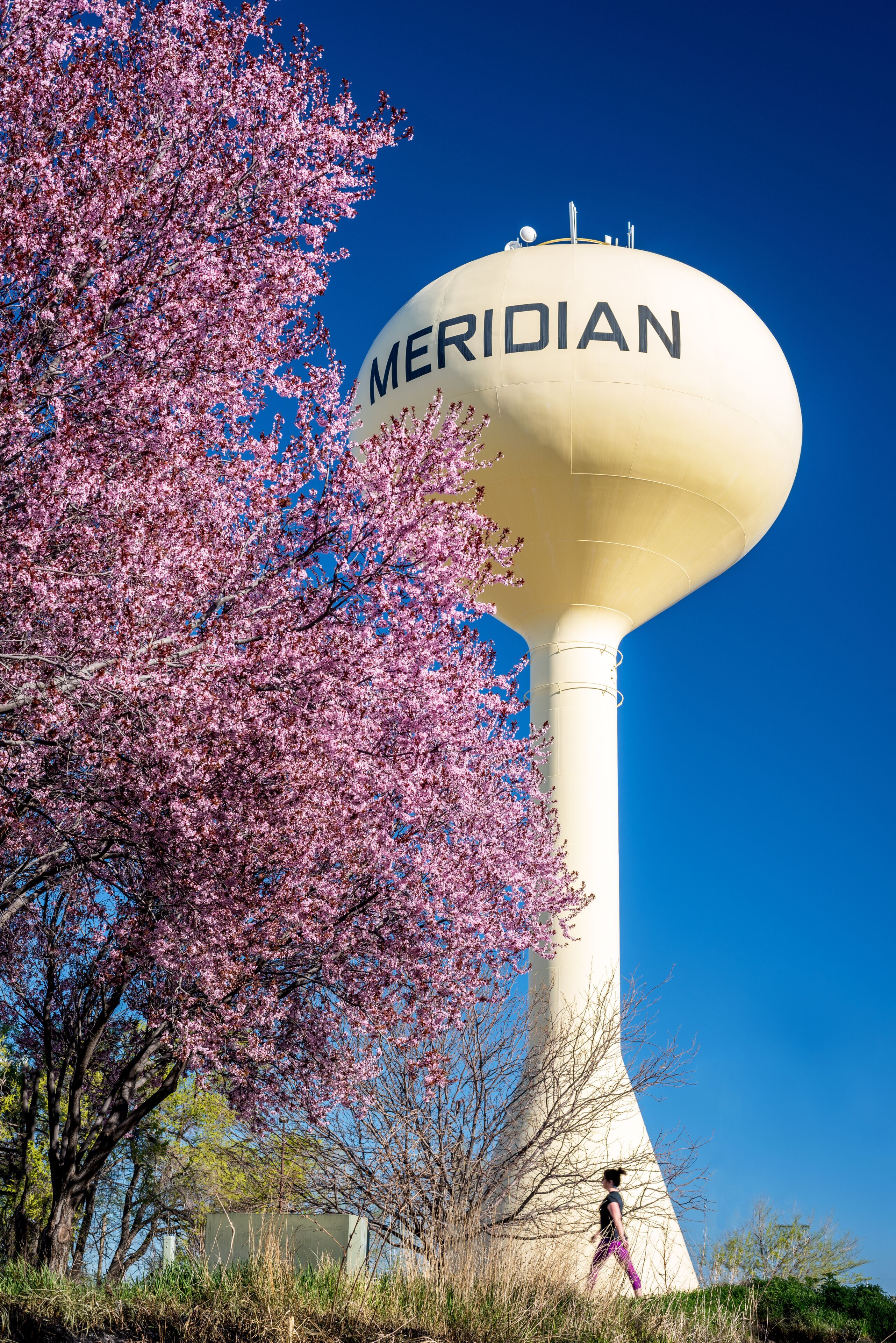 A water tower labeled 'MERIDIAN' with pink cherry blossoms in the foreground.
