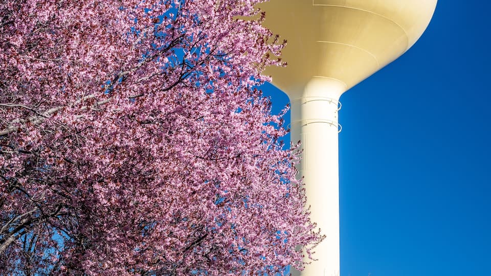A water tower labeled 'MERIDIAN' with pink cherry blossoms in the foreground.