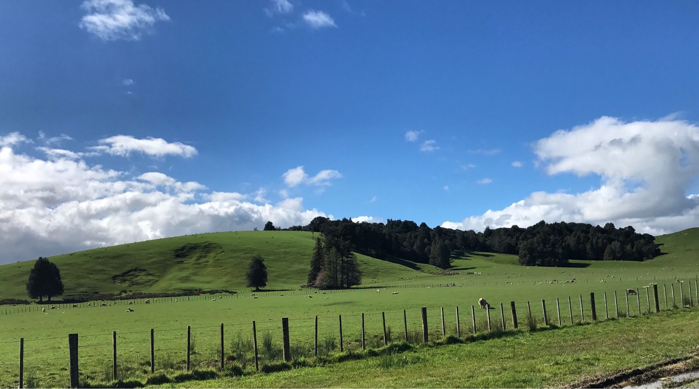A green field with a fence, trees, and a hill.