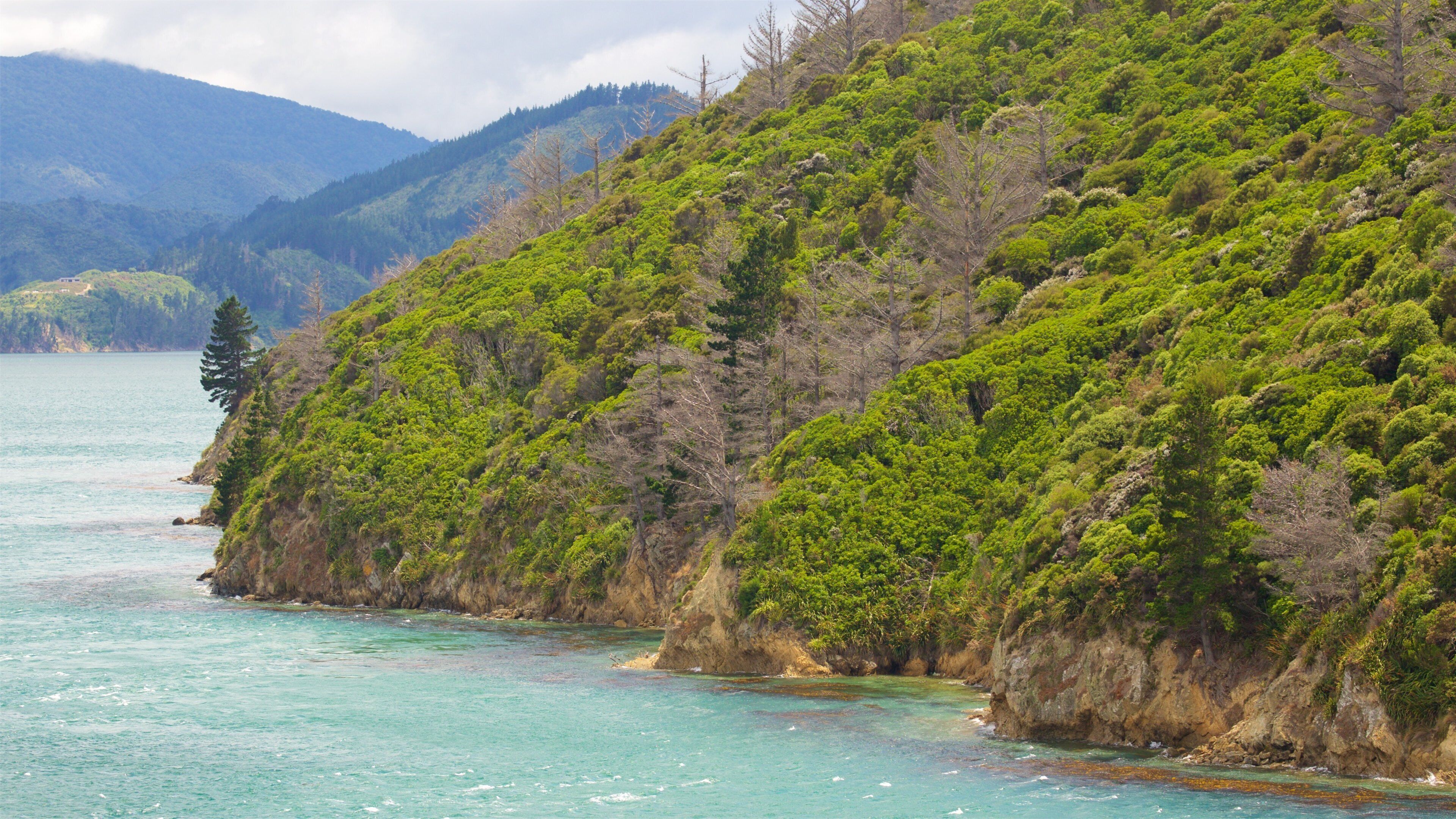 Queen Charlotte Sound showing forest scenes, mountains and a bay or harbour