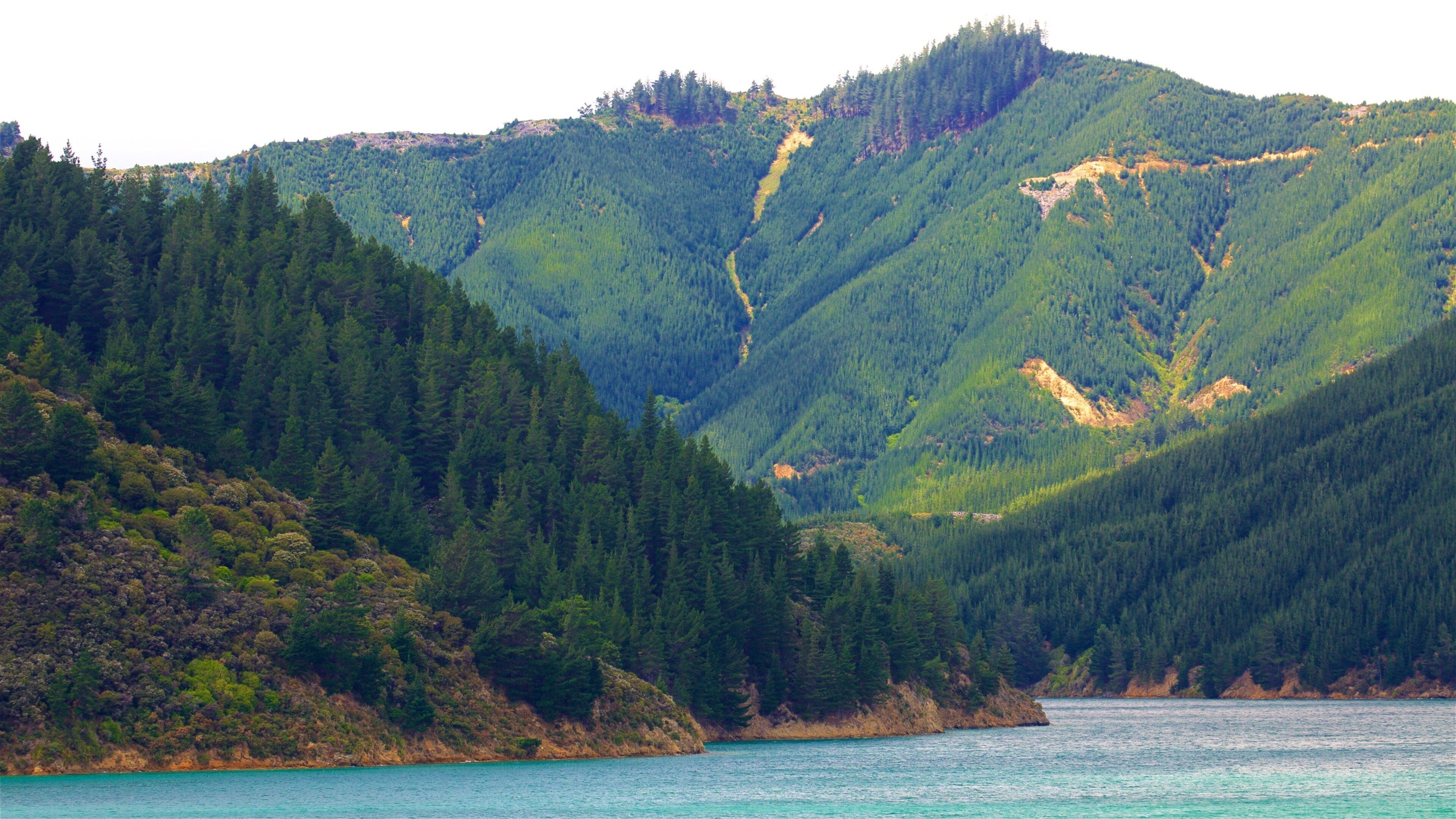 Queen Charlotte Sound showing a bay or harbor, mountains and forests