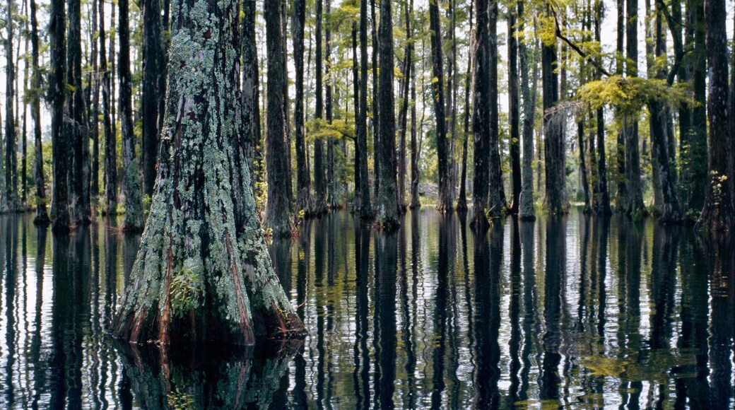 Swamp in Cypress Gardens. A Swamp Forest and Its Calm Reflection in Cypress Gardens, Charleston, SC