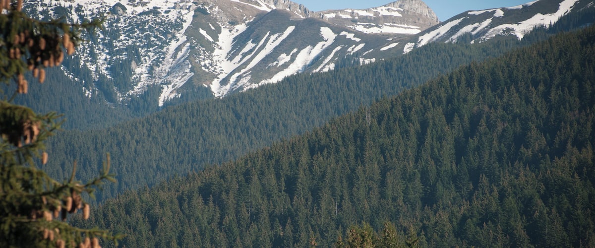 A mountain range with snow-capped peaks, dense forest, and a clear sky.