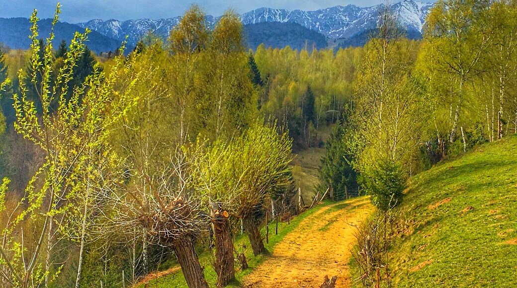 Small mountain village, where roads are still like hundreds of years ago, where people still live the life of our greatparents and great-great parents. Stunning views!