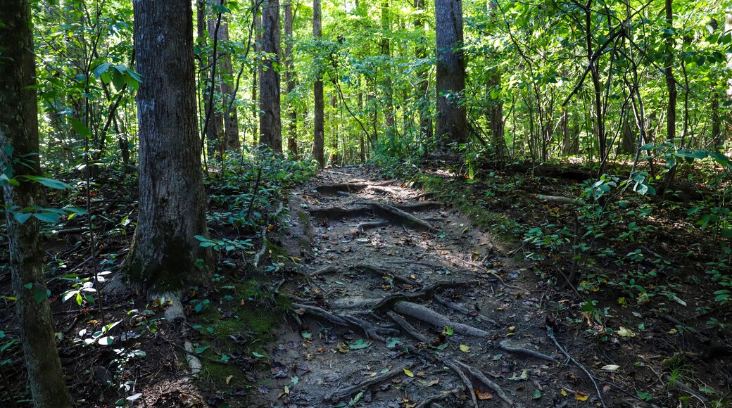 a dirt footpath in the forest with large tree roots on the path surrounded by lush green trees at Jones Bridge Park Trail in Johns Creek Georgia USA