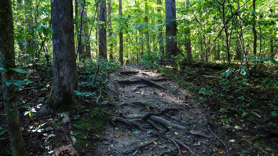 a dirt footpath in the forest with large tree roots on the path surrounded by lush green trees at Jones Bridge Park Trail in Johns Creek Georgia USA