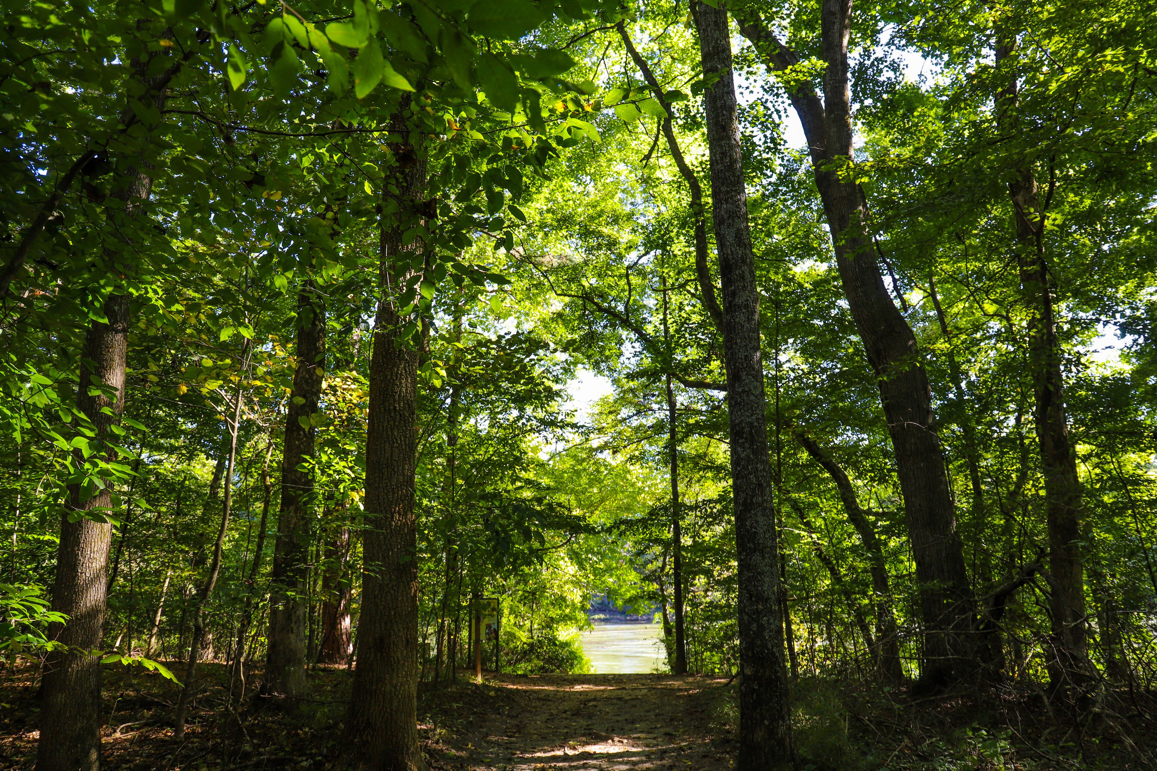 a dirt footpath through the forest surrounded by lush green trees at Jones Bridge Park Trail in Johns Creek Georgia USA