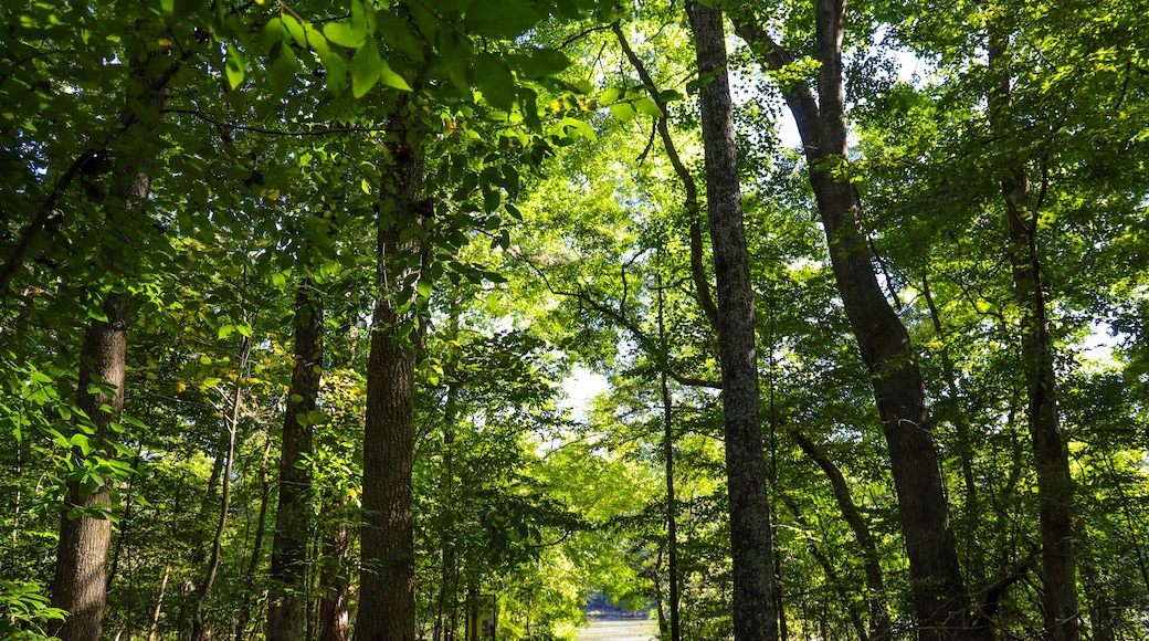 a dirt footpath through the forest surrounded by lush green trees at Jones Bridge Park Trail in Johns Creek Georgia USA