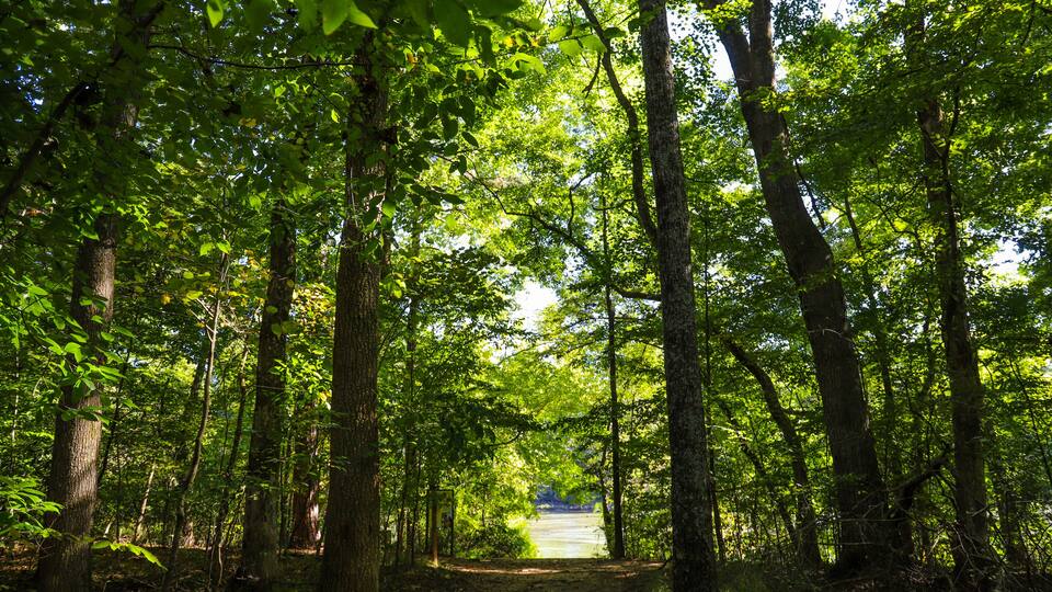 a dirt footpath through the forest surrounded by lush green trees at Jones Bridge Park Trail in Johns Creek Georgia USA