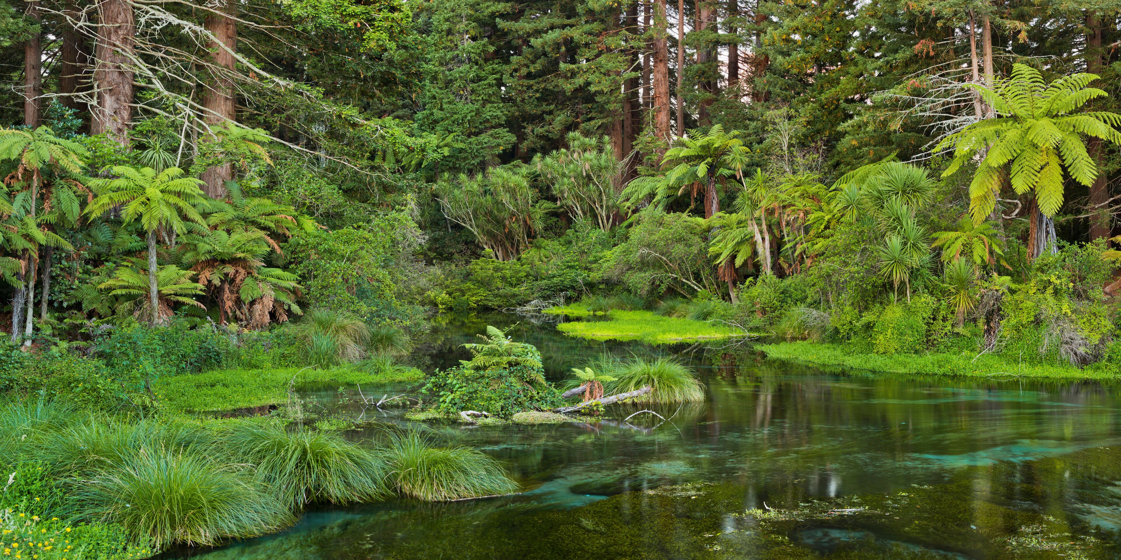 A dense forest with a clear water body surrounded by various types of vegetation.