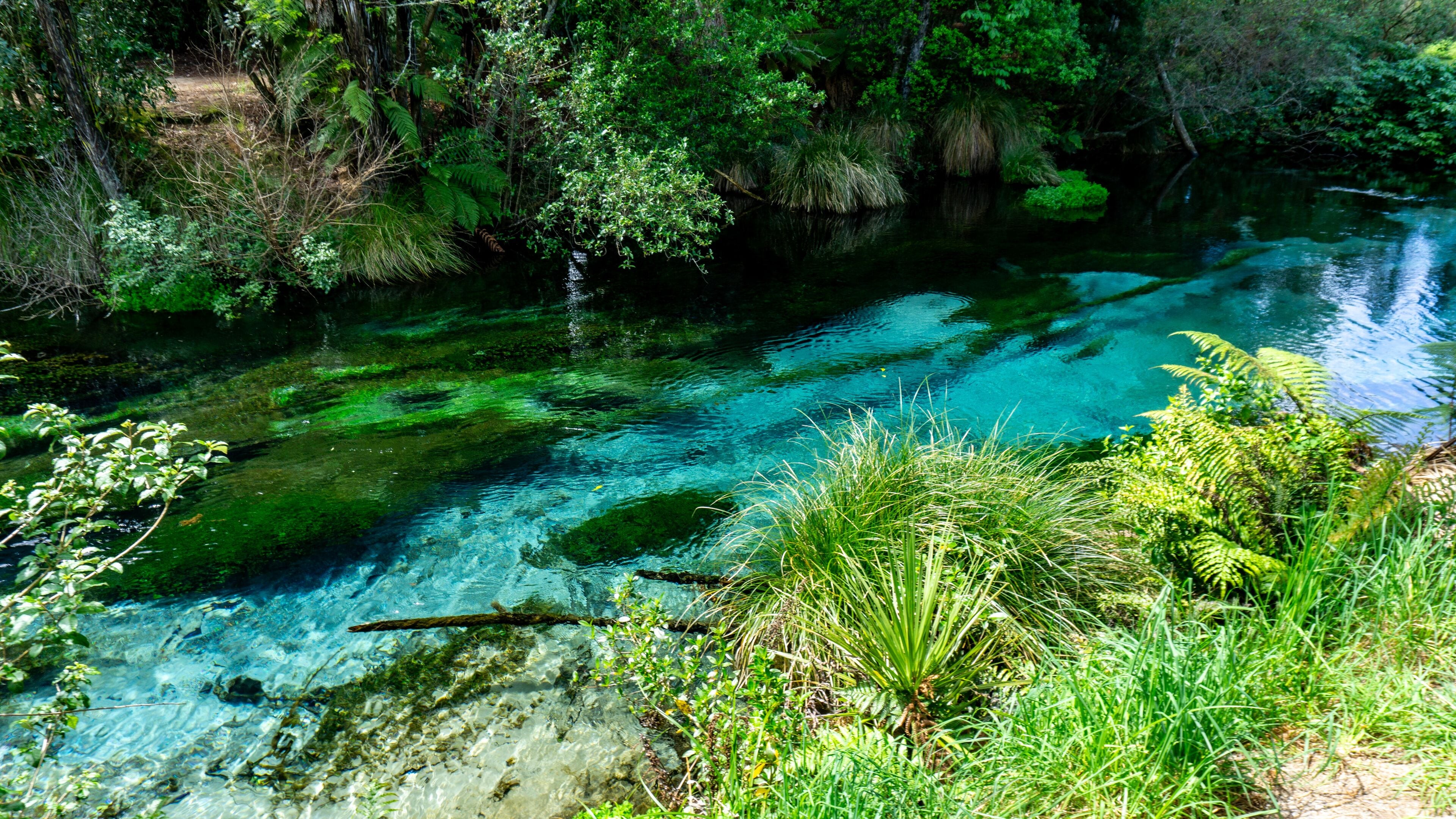 A clear stream surrounded by lush greenery and ferns.