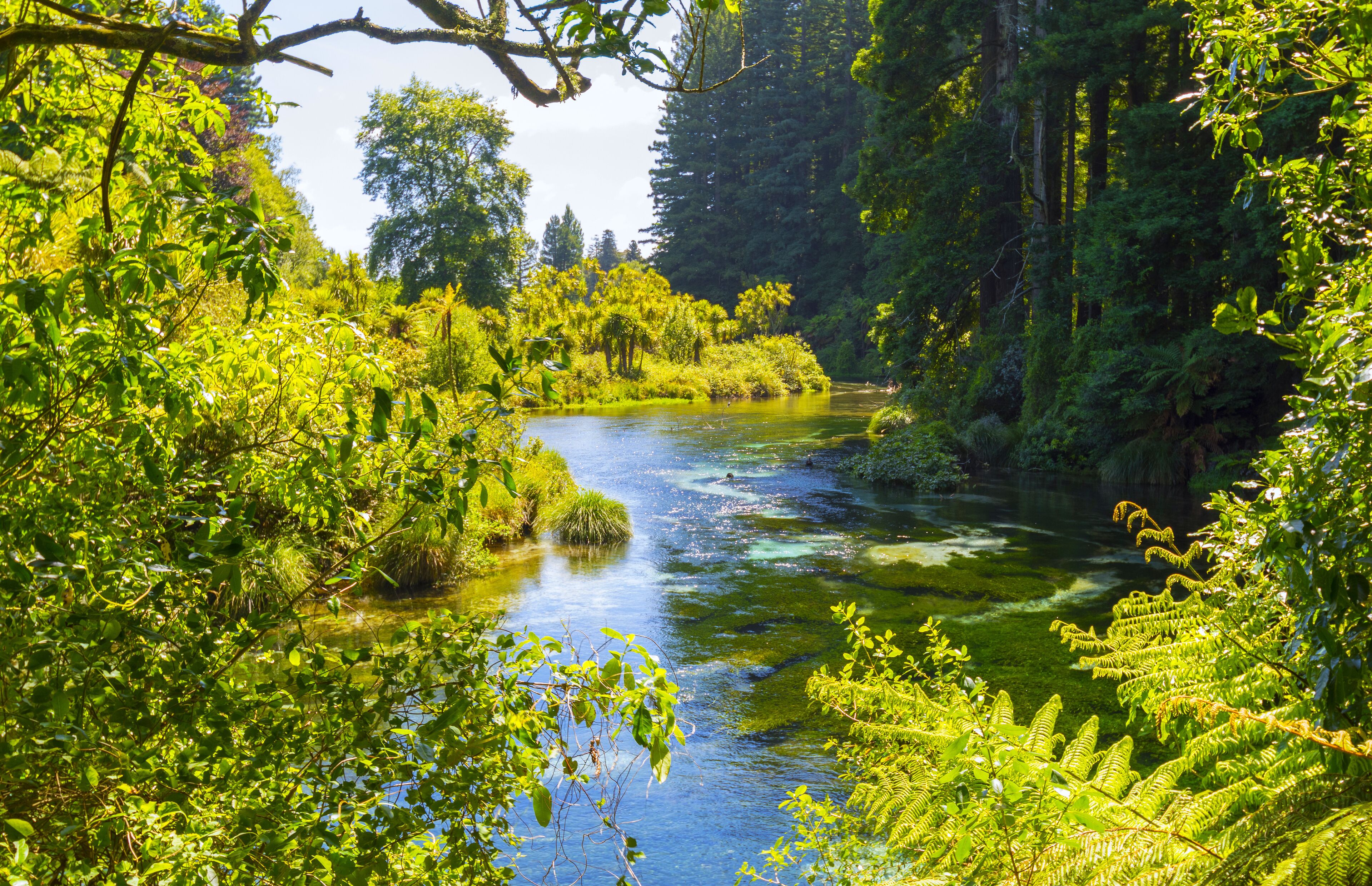 Landscape Scenery of Clean and Clear Water Stream at Hamurana Rotorua, New Zealand
