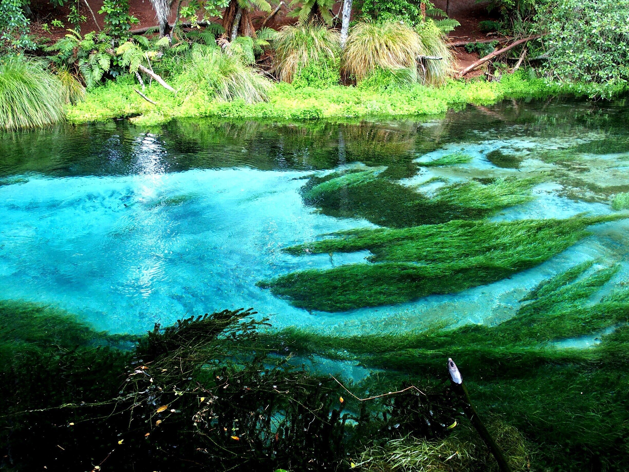 Hamurana Springs , New Zealand
