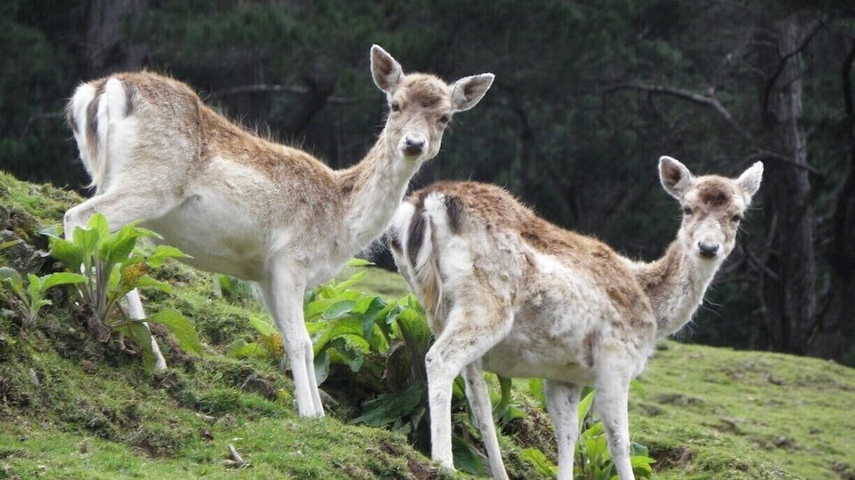 #TroveOn Enjoyed our day out at this place. Lots of animals, birds, flora & fauna. Felt very close to nature.