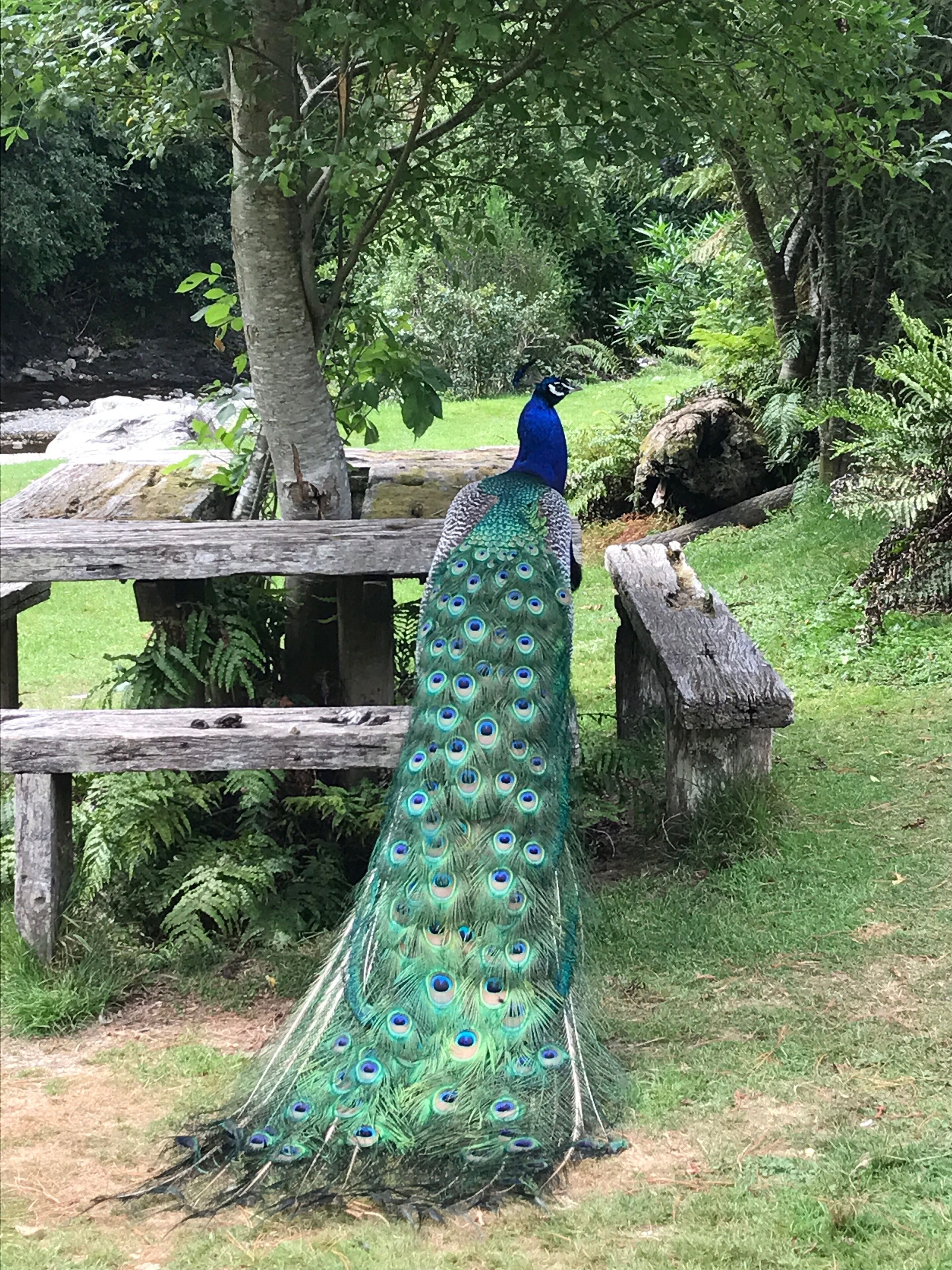 Staglands Wildlife Reserve, Akatarawa Valley, Upper Hutt, New Zealand.