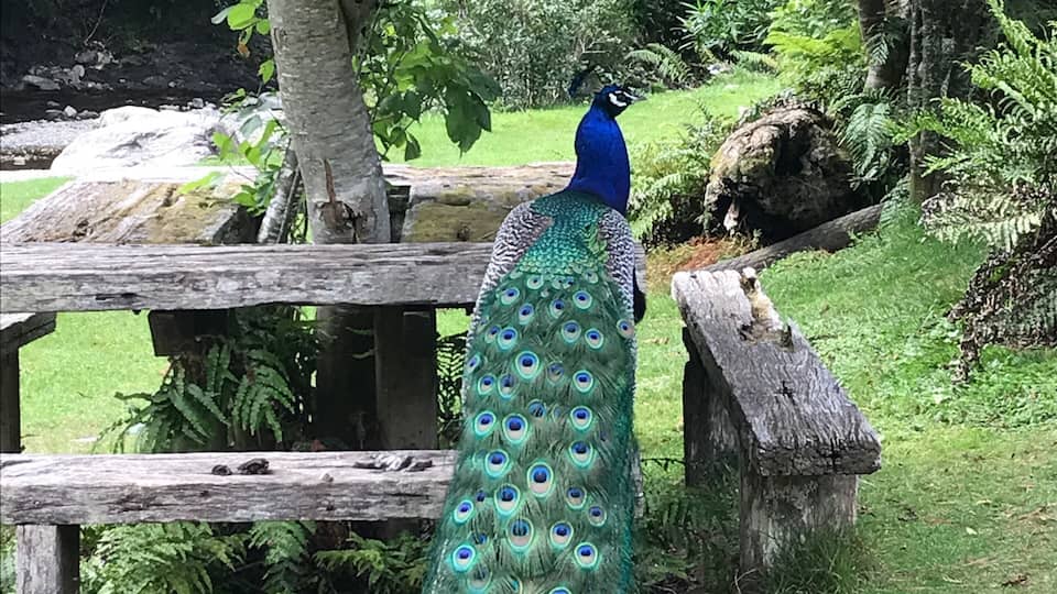 Staglands Wildlife Reserve, Akatarawa Valley, Upper Hutt, New Zealand.