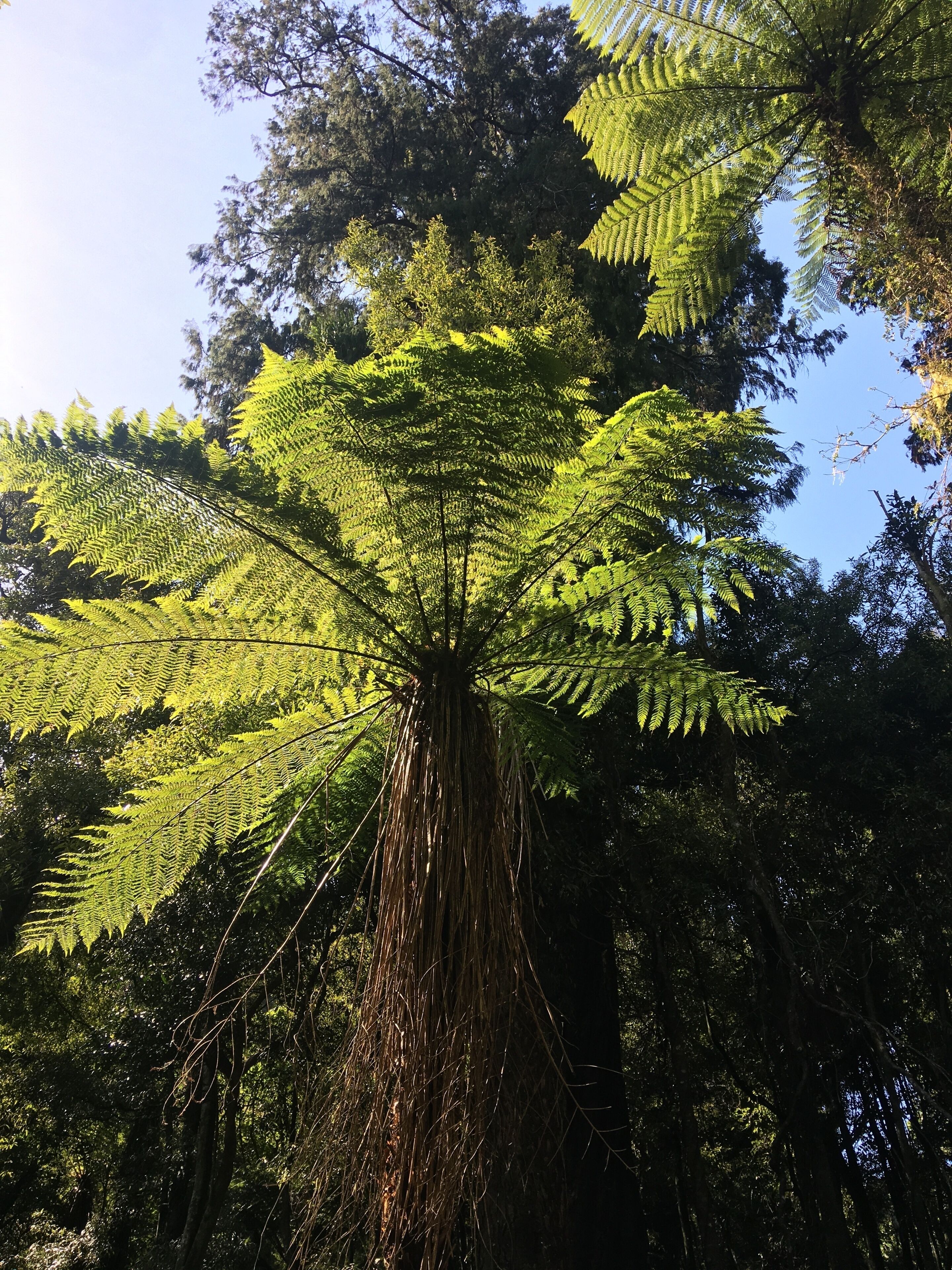 Ferns on a sunny New Zealand afternoon