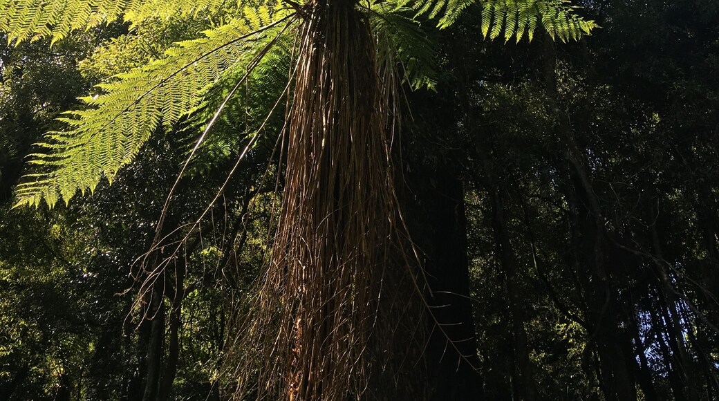 Ferns on a sunny New Zealand afternoon