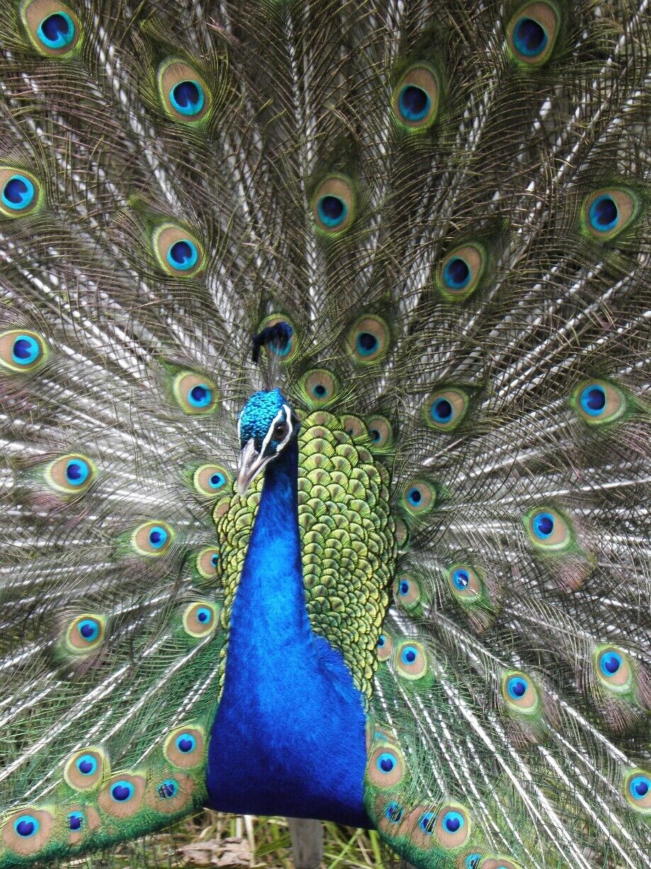 #TroveOn A great place to see and interact with wildlife, flora & fauna.