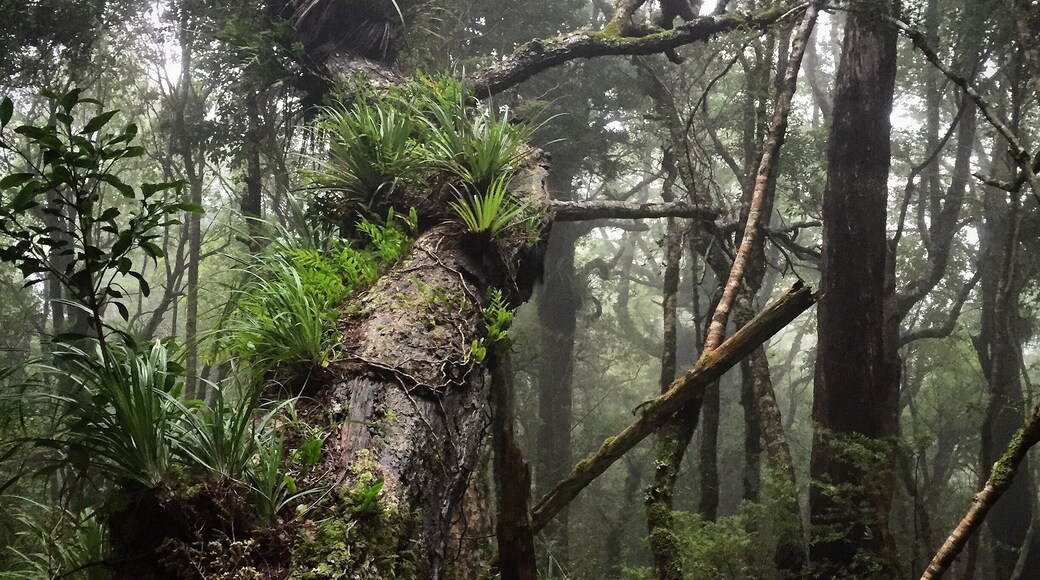 So easily accessible from Wellington, the Dobson Circuit taking in Smiths Creek is one of many lovely little day hikes in Tararuas Forest Park. Parts of it feel like you're wandering through a mythical forest - look out for goblins!