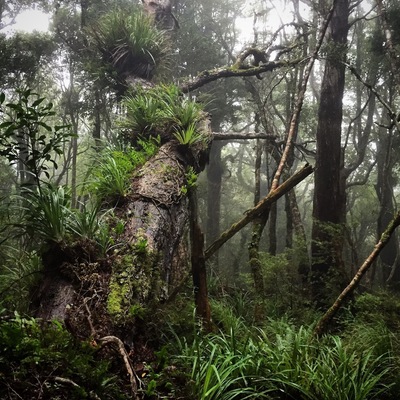 So easily accessible from Wellington, the Dobson Circuit taking in Smiths Creek is one of many lovely little day hikes in Tararuas Forest Park. Parts of it feel like you're wandering through a mythical forest - look out for goblins!