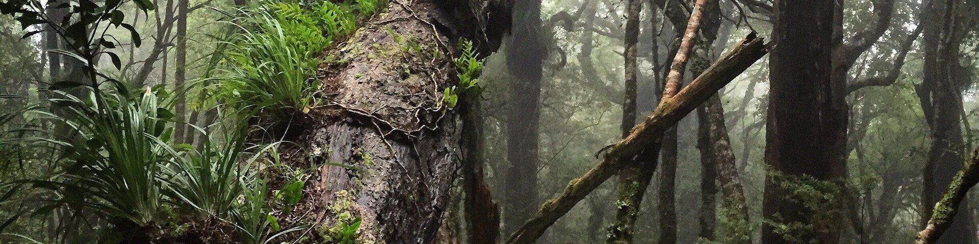 So easily accessible from Wellington, the Dobson Circuit taking in Smiths Creek is one of many lovely little day hikes in Tararuas Forest Park. Parts of it feel like you're wandering through a mythical forest - look out for goblins!