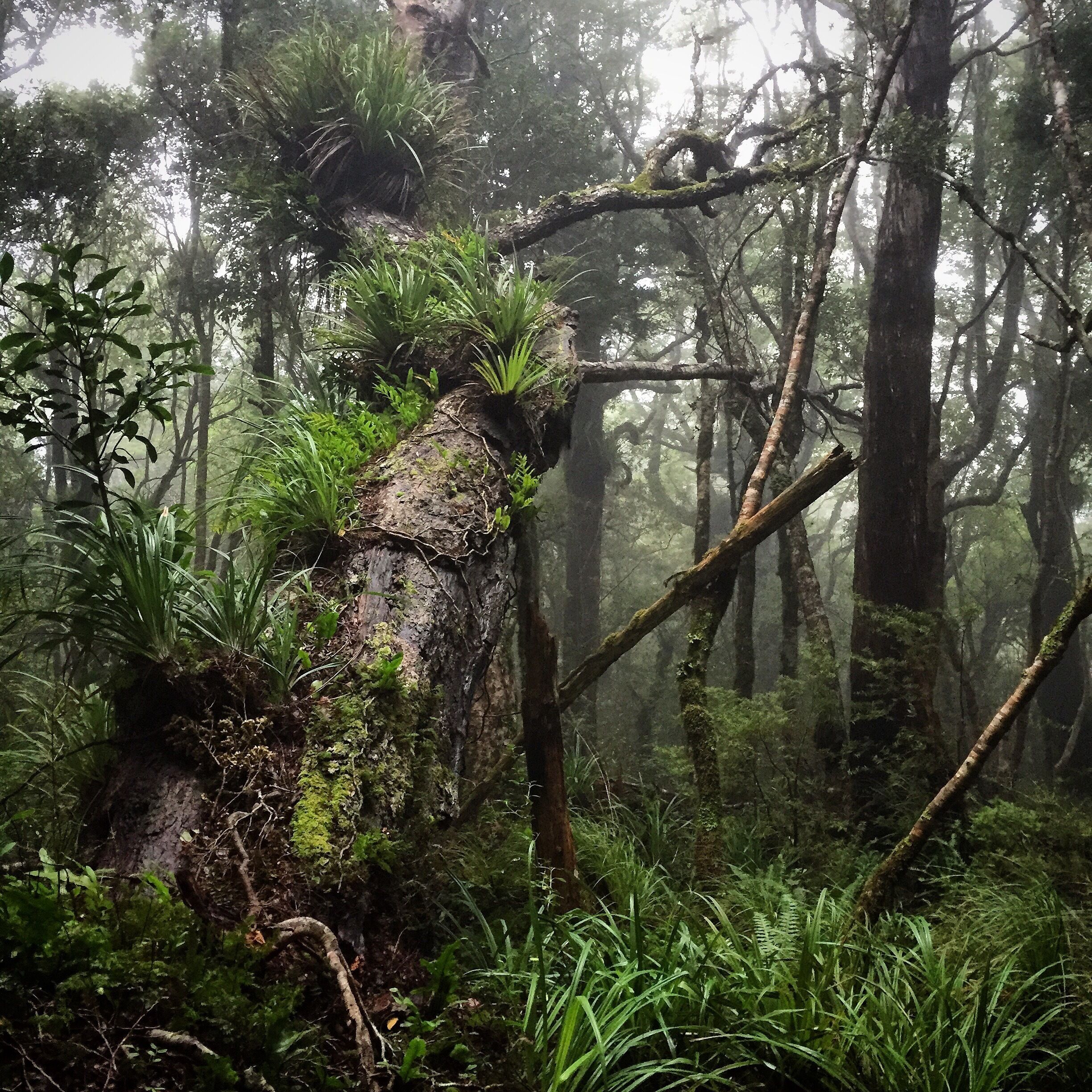 A forest with a moss-covered tree trunk and dense greenery.