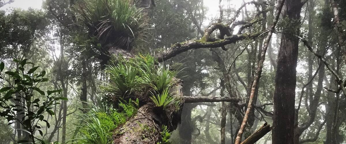 A forest with a moss-covered tree trunk and dense greenery.