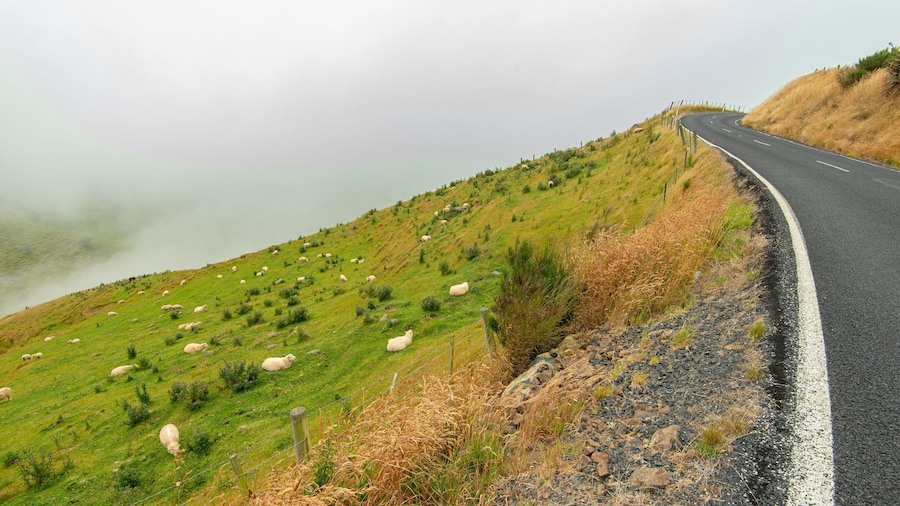 Otago Peninsula showing farmland, land animals and tranquil scenes