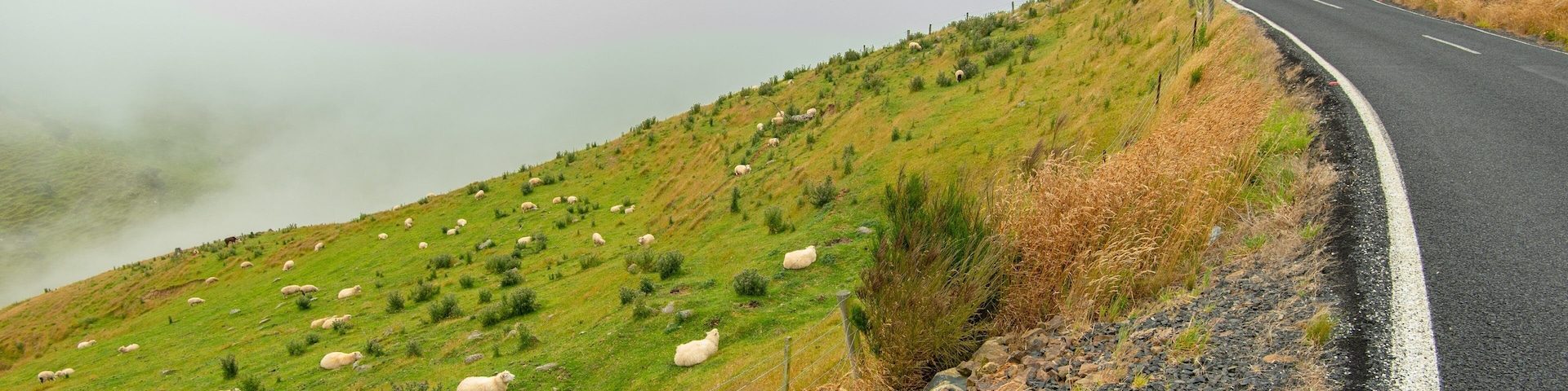 Otago Peninsula showing farmland, land animals and tranquil scenes