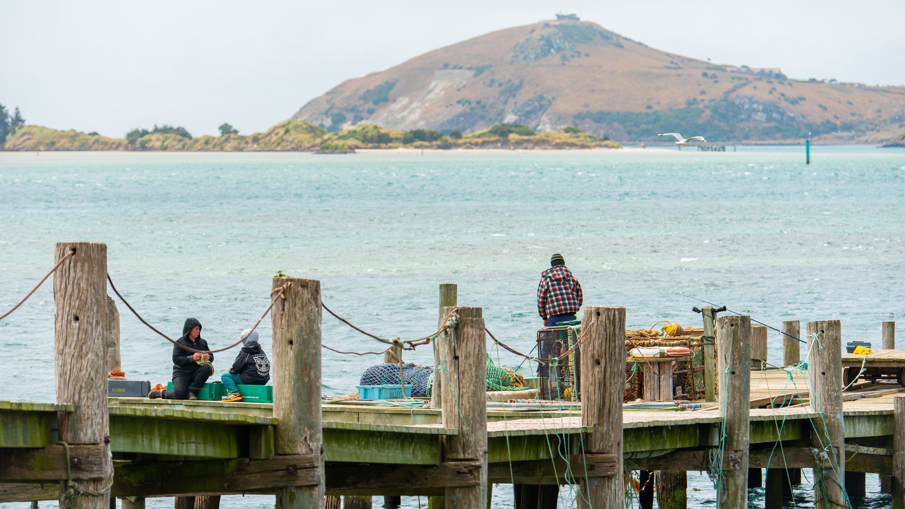 Otago Peninsula featuring fishing and a bay or harbor