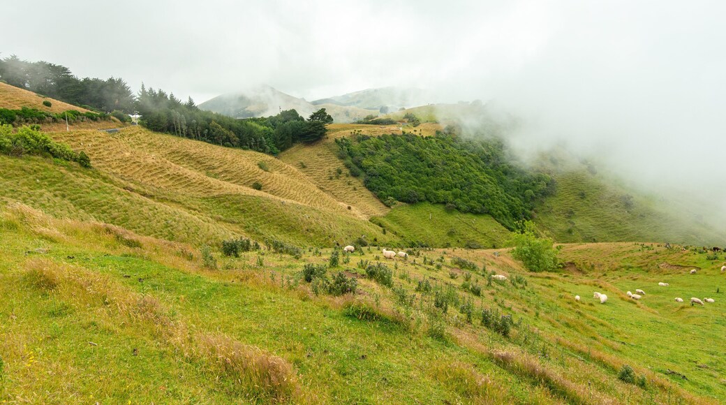 Otago Peninsula featuring land animals, tranquil scenes and mountains