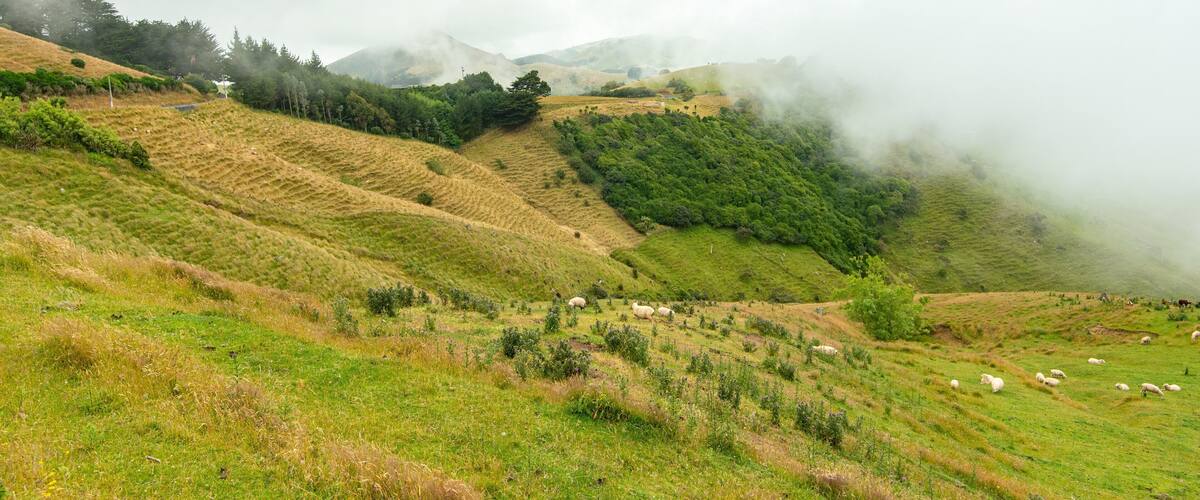 Otago Peninsula featuring land animals, tranquil scenes and mountains
