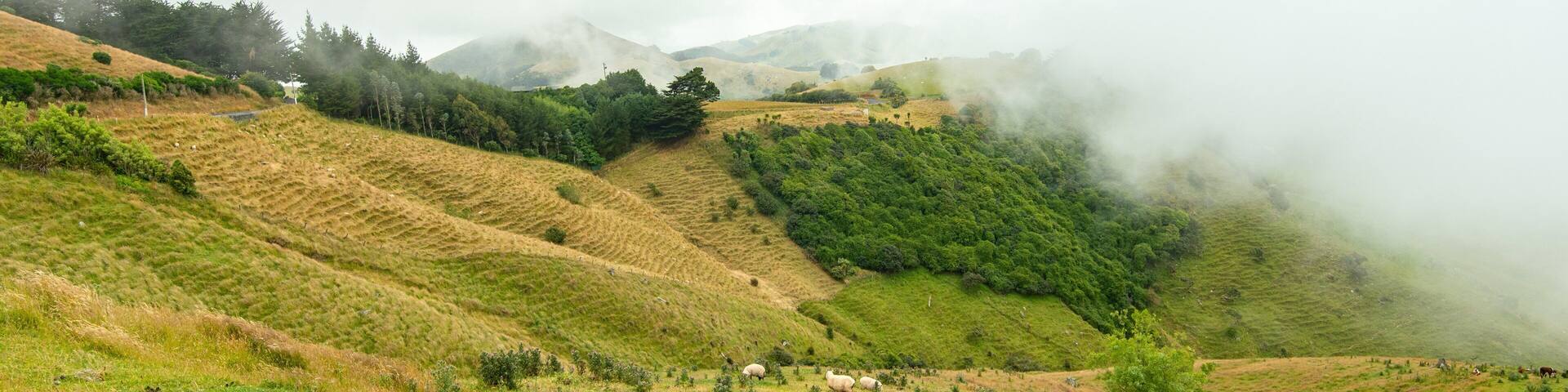 Otago Peninsula featuring land animals, tranquil scenes and mountains