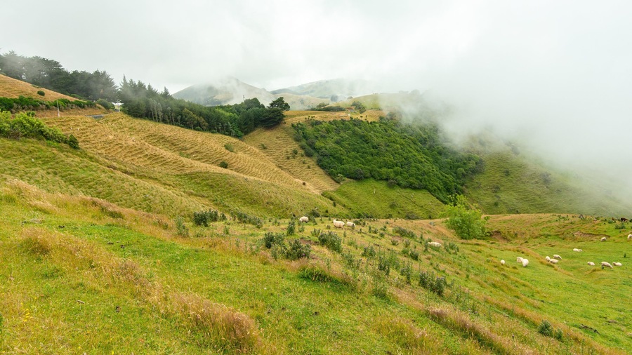 Otago Peninsula featuring land animals, tranquil scenes and mountains
