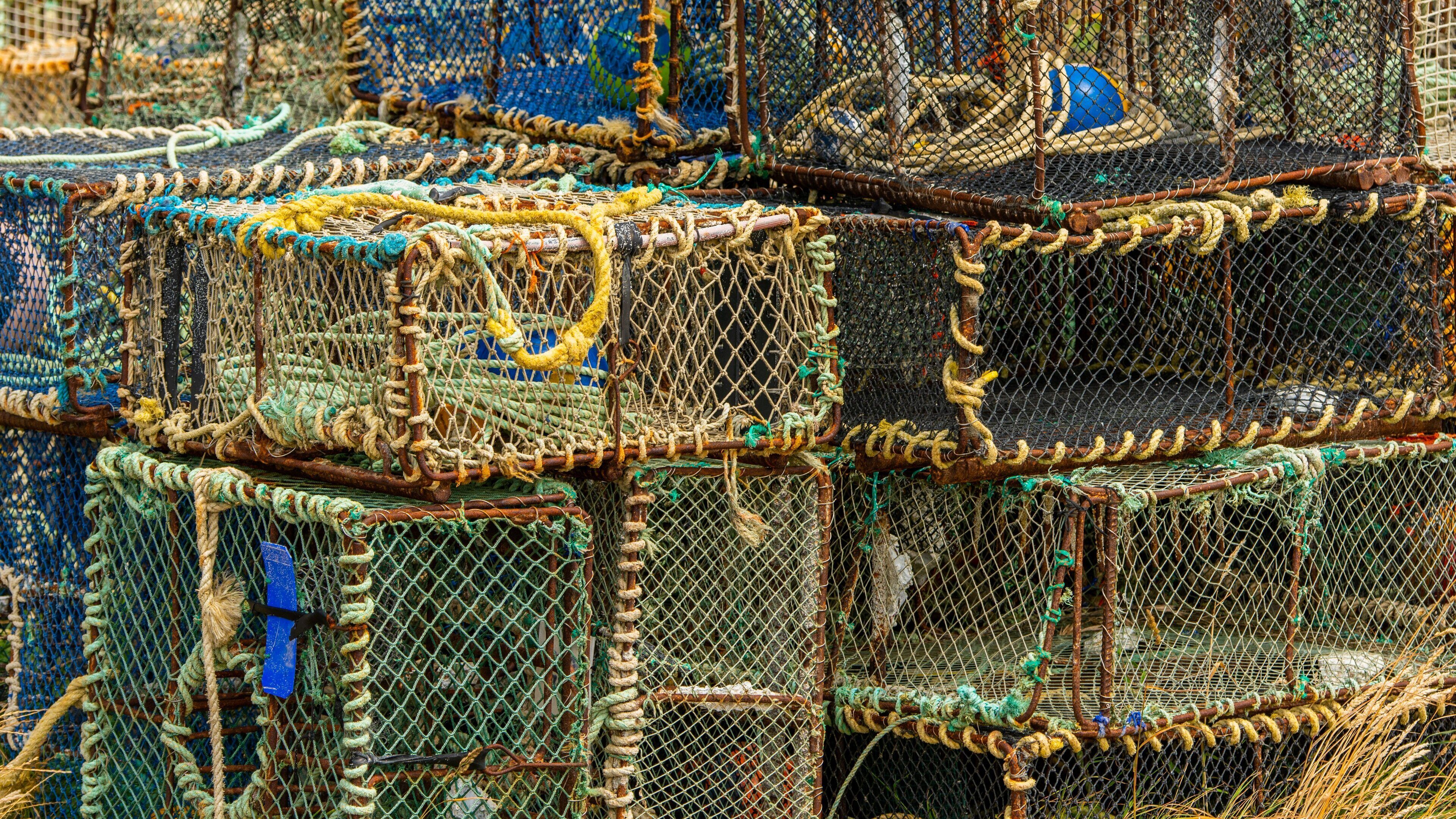 Otago Peninsula showing a marina