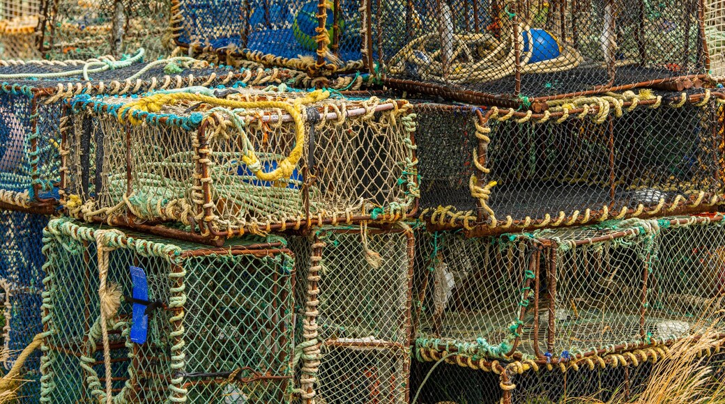 Otago Peninsula showing a marina