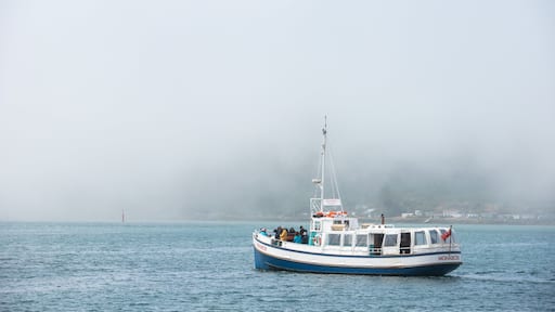 Otago Peninsula showing boating and mist or fog