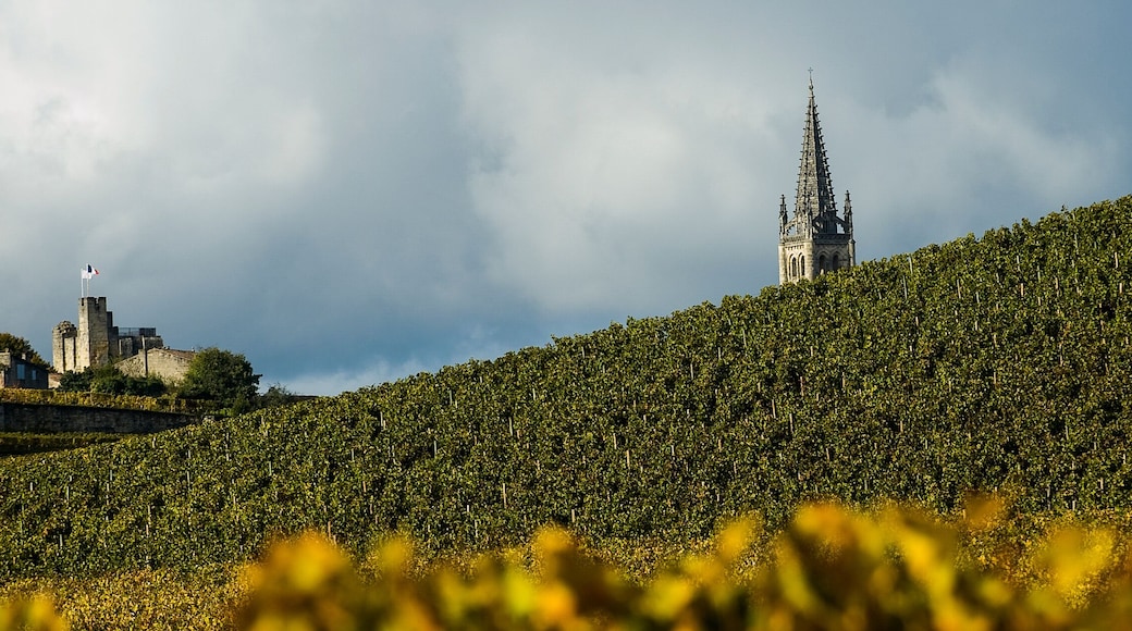 Vineyards of Saint Emilion, Bordeaux, France