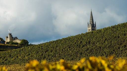Vineyards of Saint Emilion, Bordeaux, France