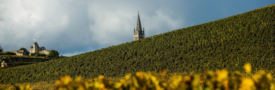 Vineyards of Saint Emilion, Bordeaux, France
