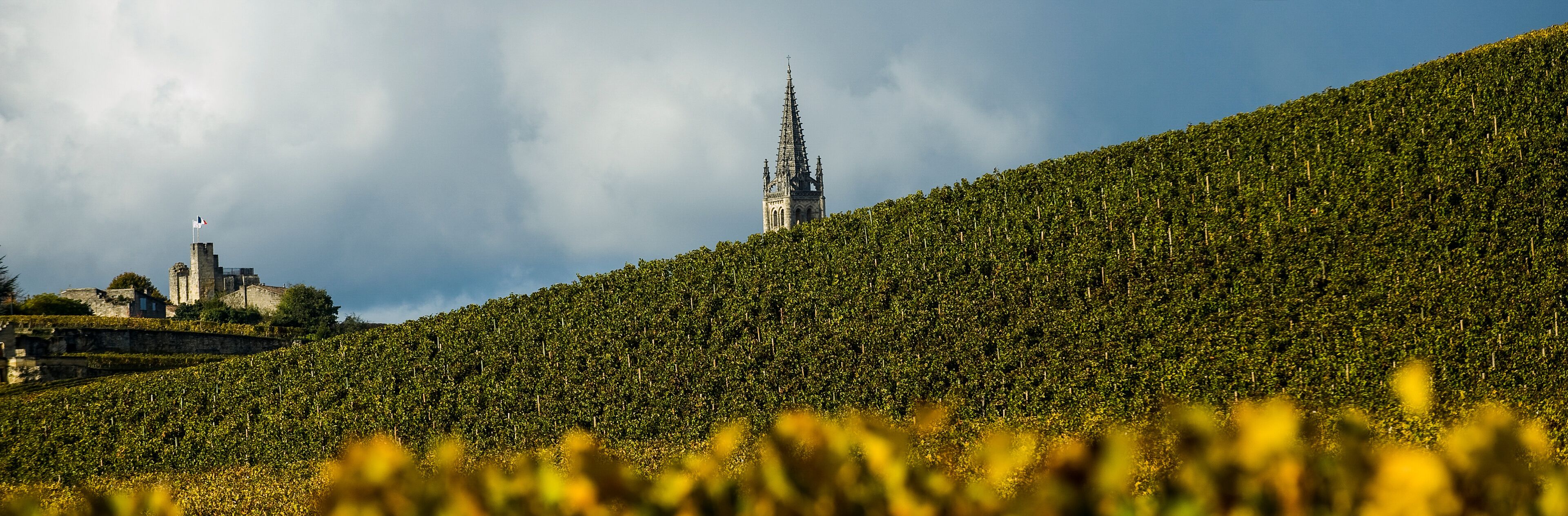 A vineyard with rows of grapevines and a historic building with a spire in the background.