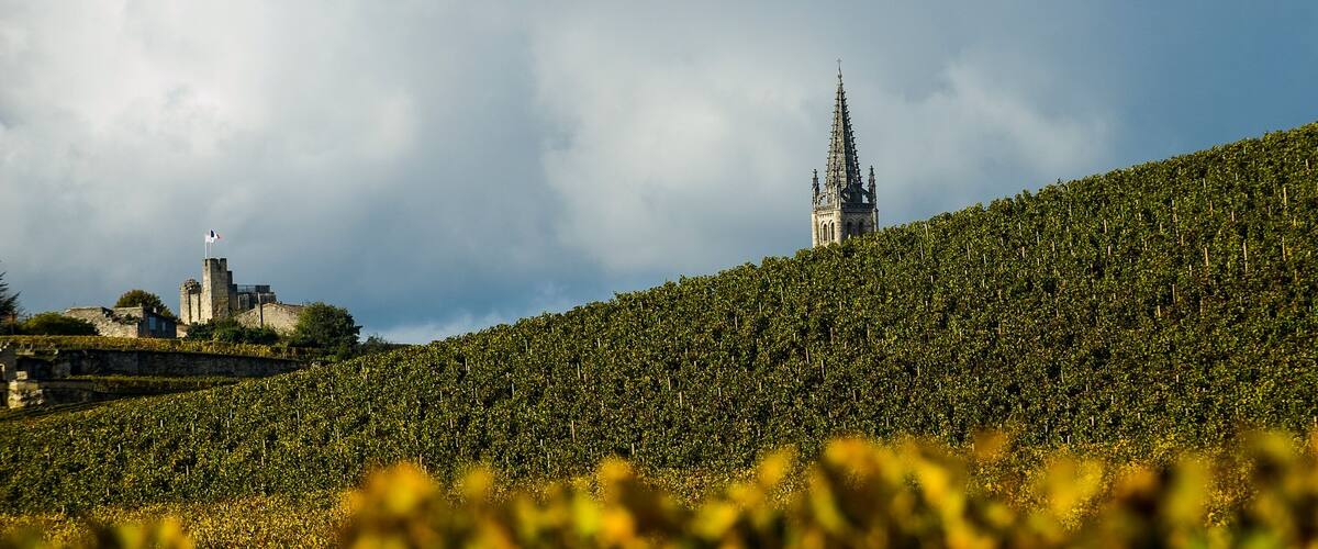 A vineyard with rows of grapevines and a historic building with a spire in the background.