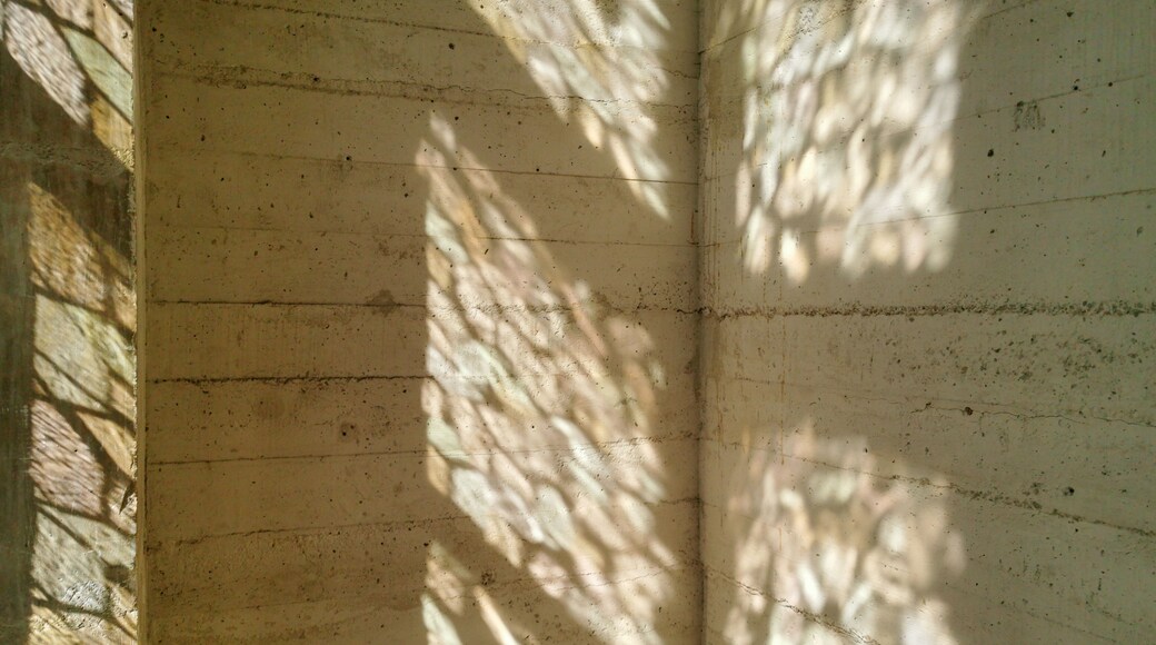 A wall with shadows of tree branches.