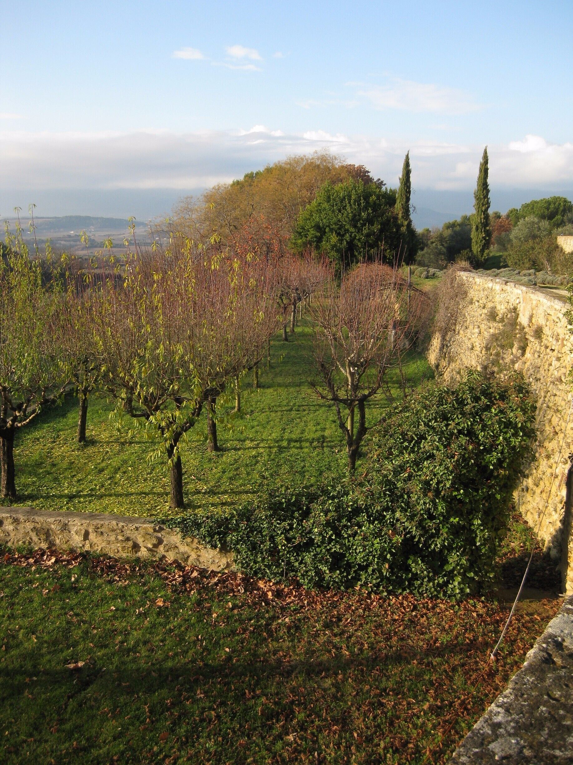 Small part of the vineyard.
-2015