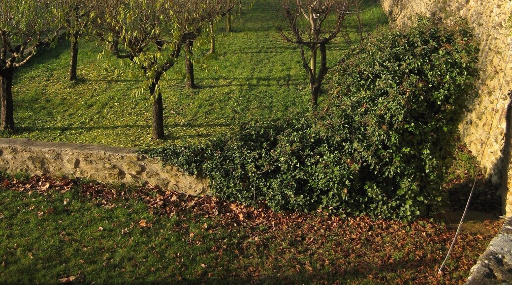 Small part of the vineyard.
-2015