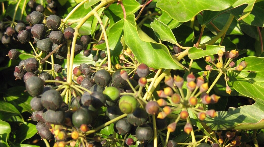 The grapes here are cultivated by a traditional organic method to produce great wine.
-2015