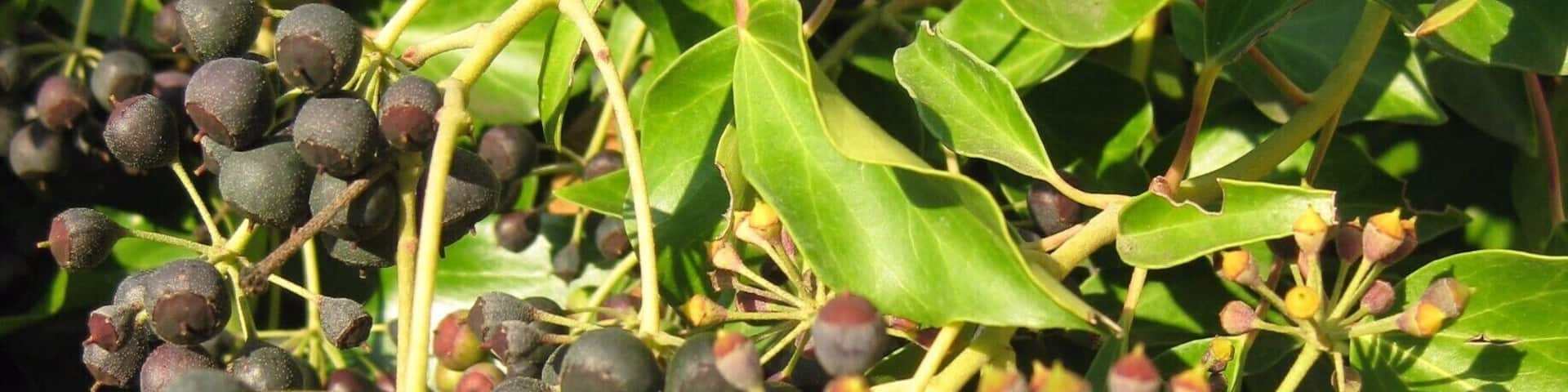 The grapes here are cultivated by a traditional organic method to produce great wine.
-2015